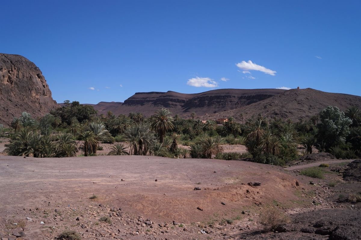 Palm trees on the floor of the Fint valley with dark flat-topped mountains behind