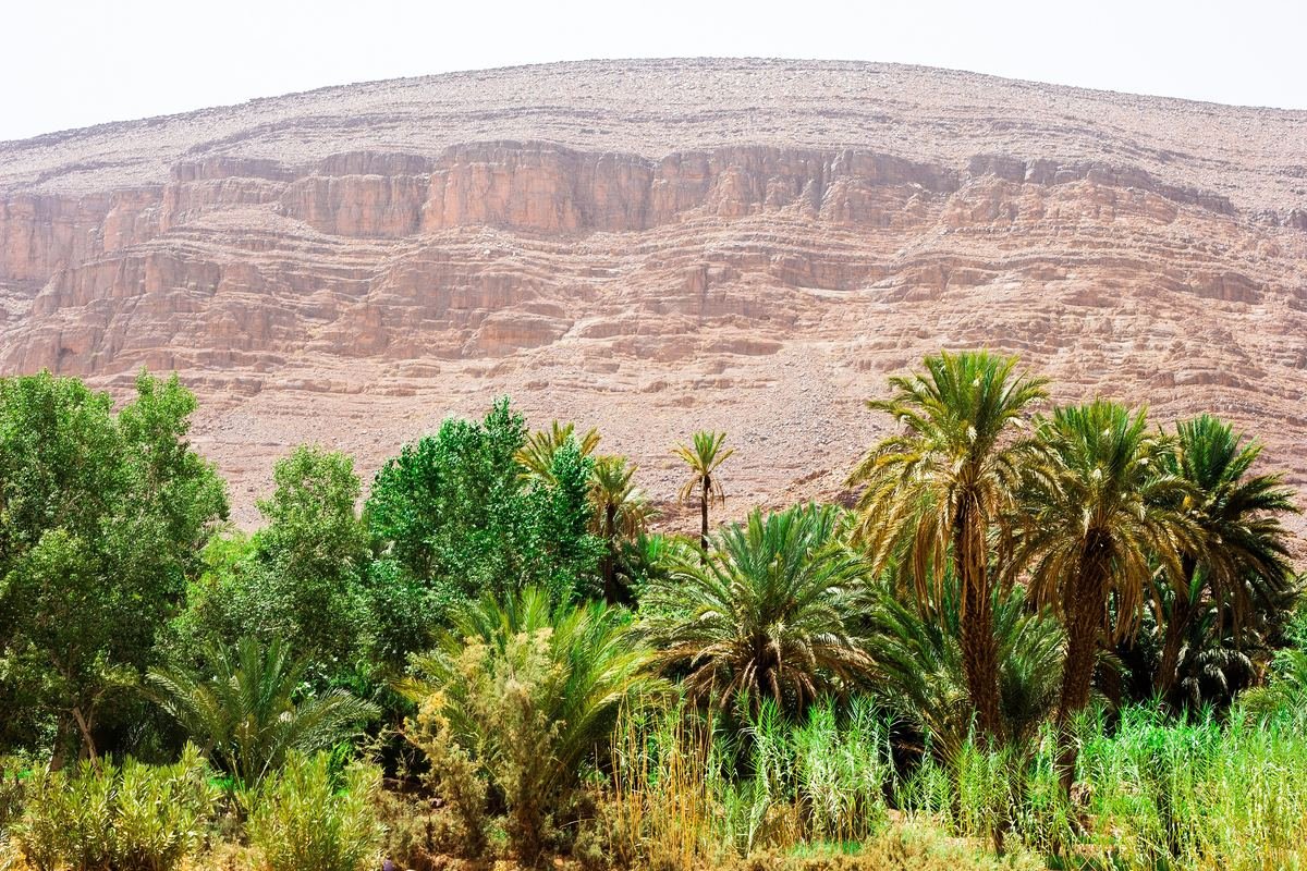 Date palms and green gardens of Fint oasis at the foot of a layered rock wall