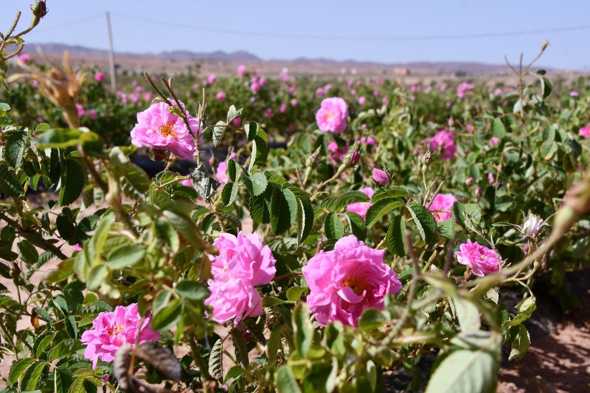 Damask roses in bloom in a field near Kelaat M'Gouna