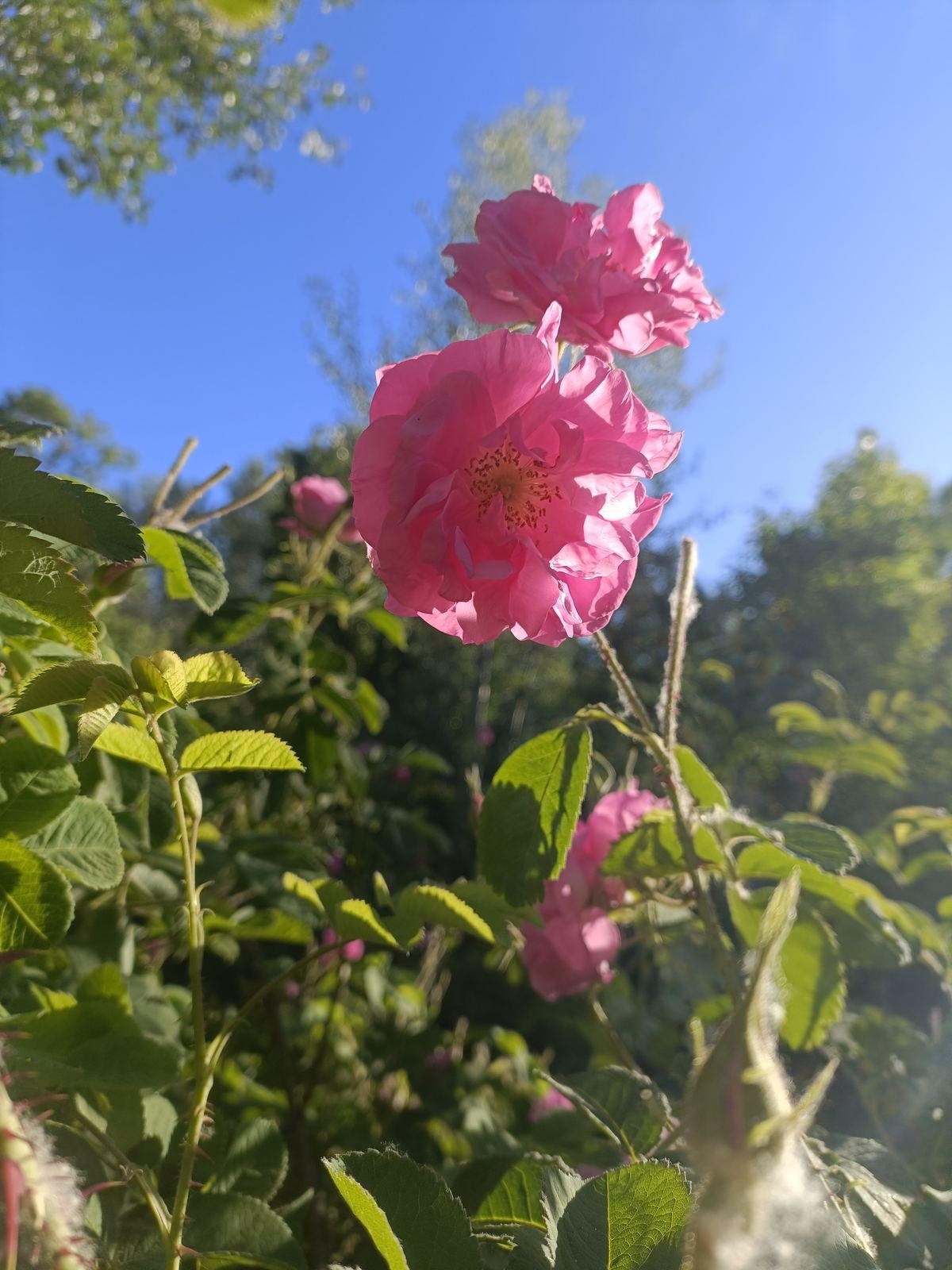 Close view of a pink damask rose flower in Kelaat M'Gouna