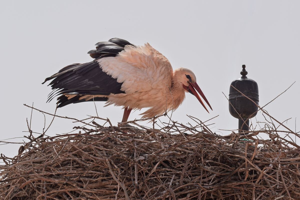 A white stork on its nest on the minaret next to Kasbah Tifoultoute